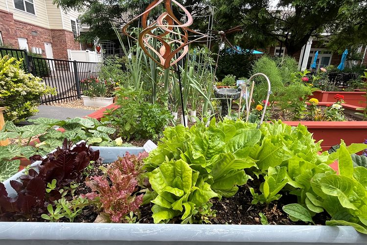 holly creek resident garden bed